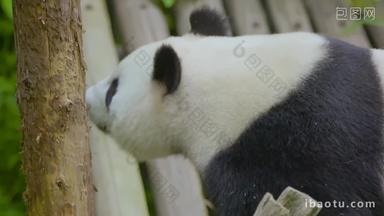 大熊猫在树林里找竹子4K实拍